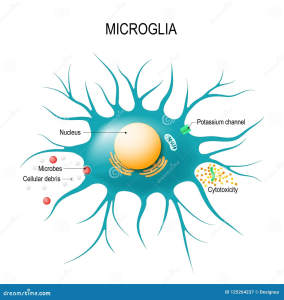 Microglial Cells: Pioneering Alzheimer’s Research Explained